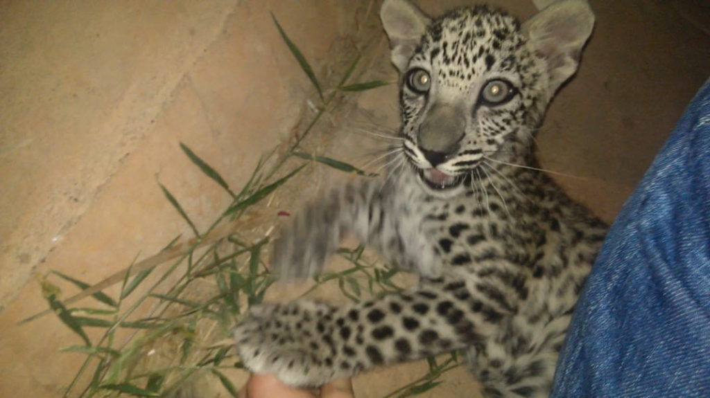 Arabian Leopard cub
